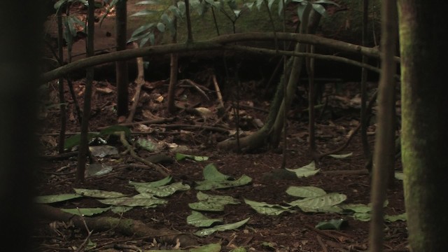 Tooth-billed Bowerbird - ML456317