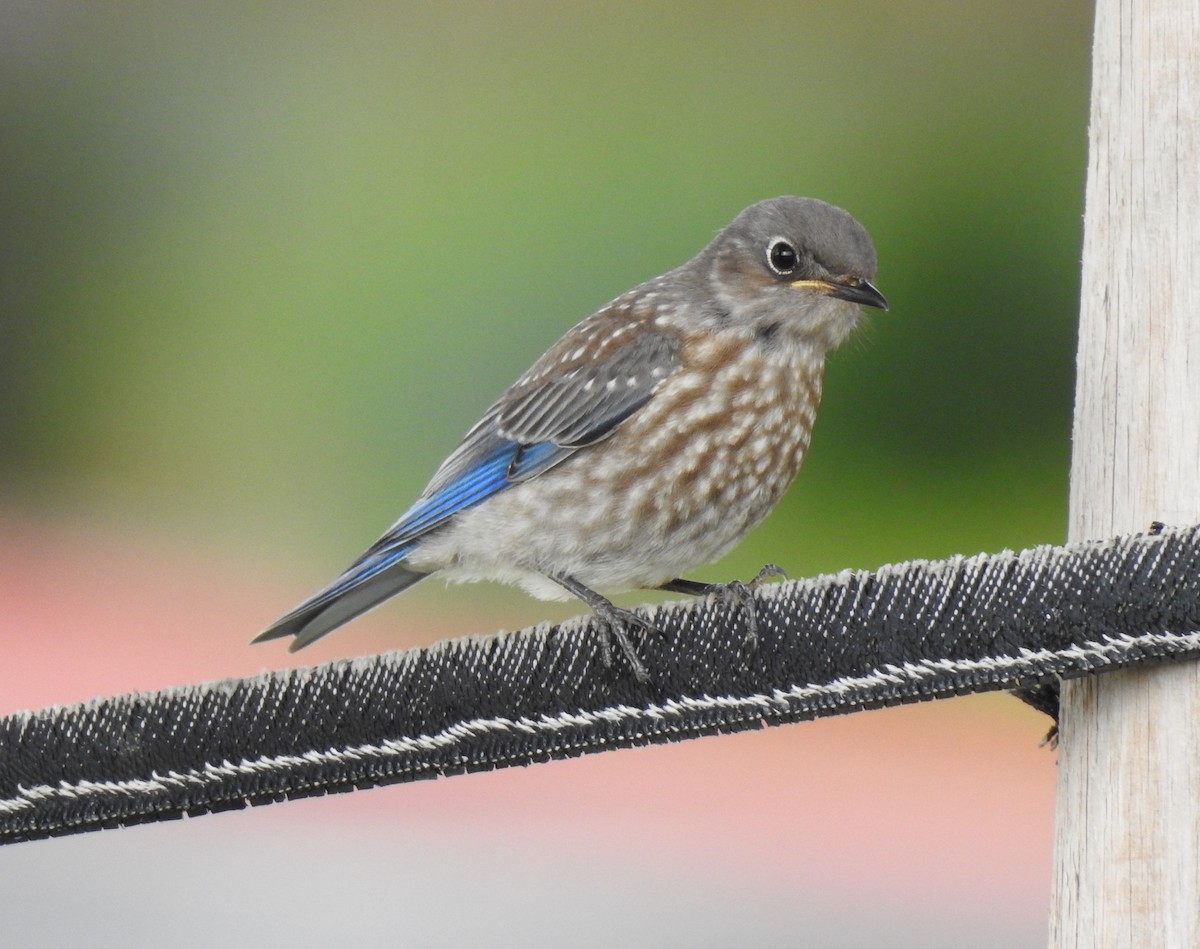 Western Bluebird - ML456317541