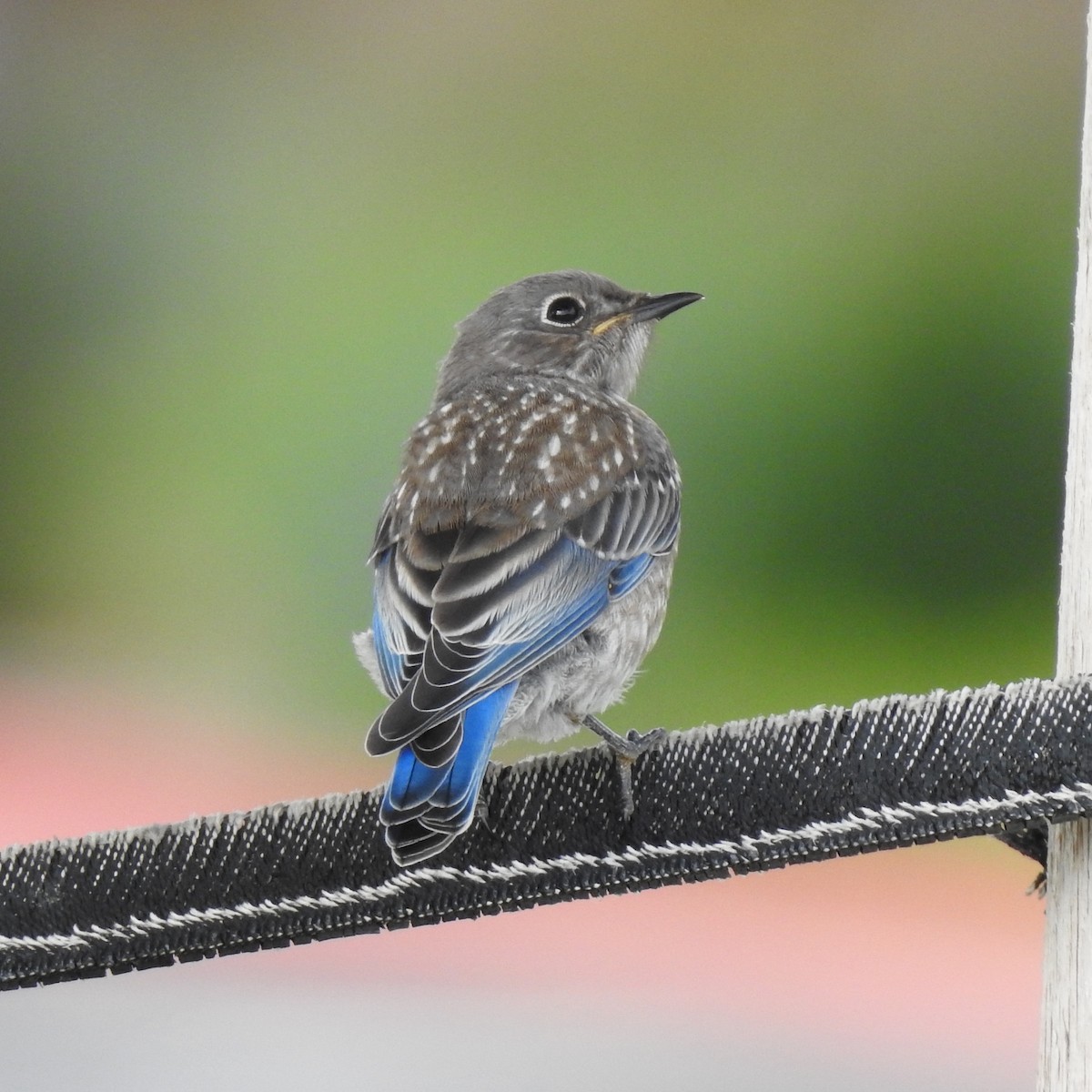 Western Bluebird - ML456317591