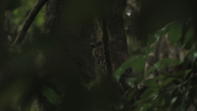 Tooth-billed Bowerbird - ML456318