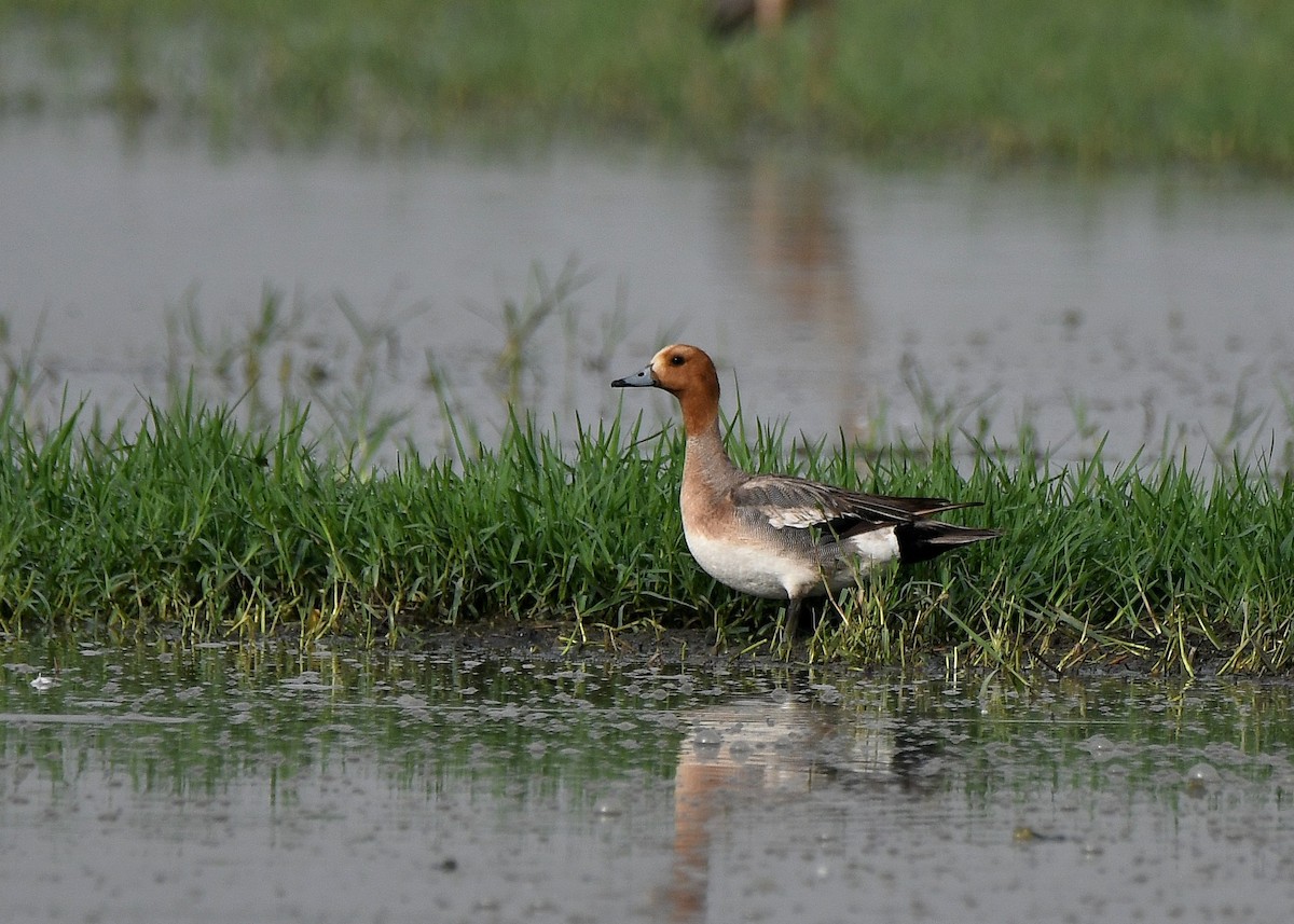 Eurasian Wigeon - ML456318831