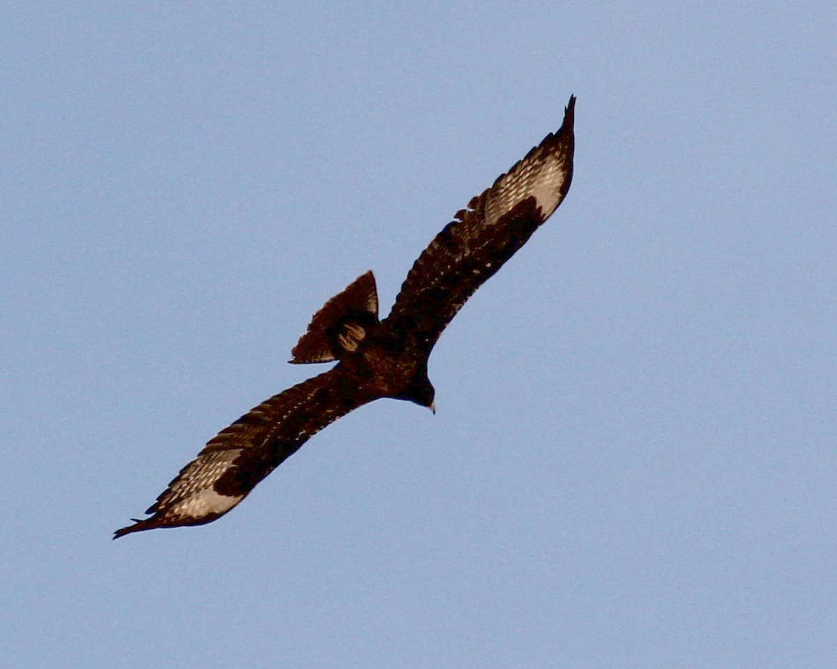 Verreaux's Eagle - ML45631901