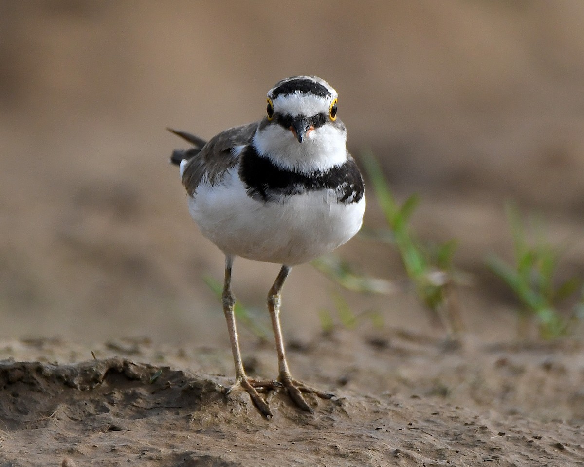 Little Ringed Plover - ML456319041