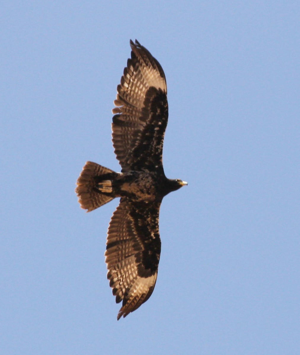 Verreaux's Eagle - ML45631921