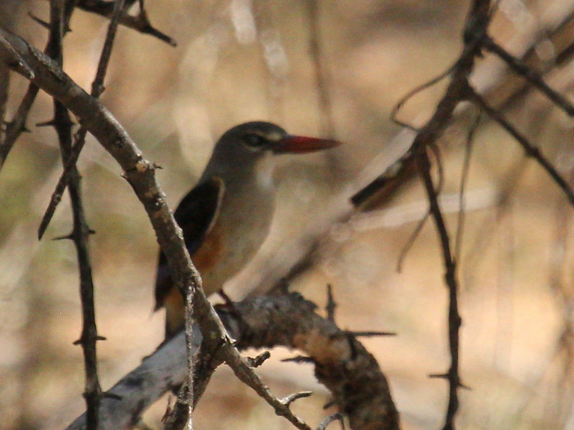 Gray-headed Kingfisher - ML45632221