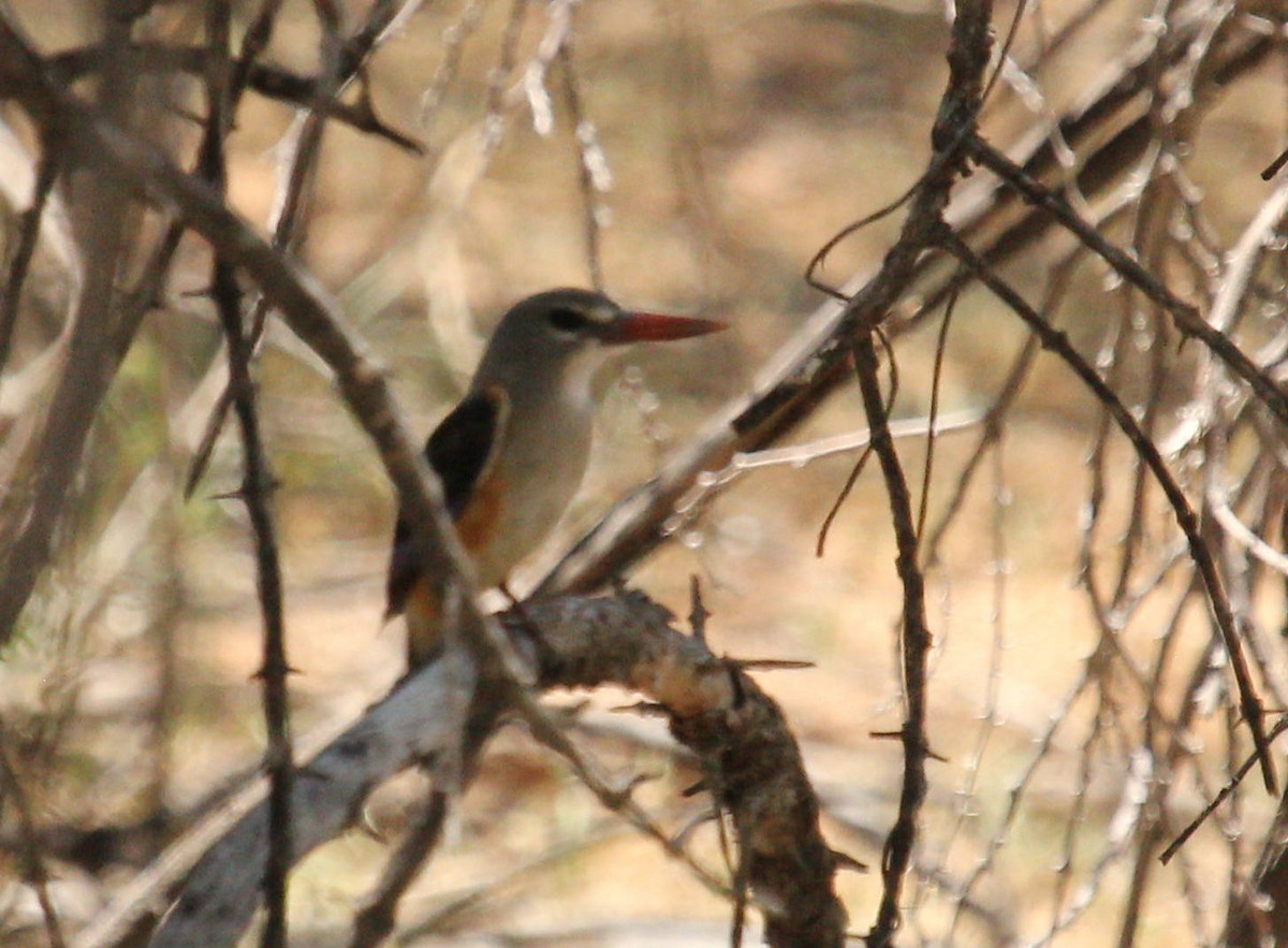 Gray-headed Kingfisher - ML45632231