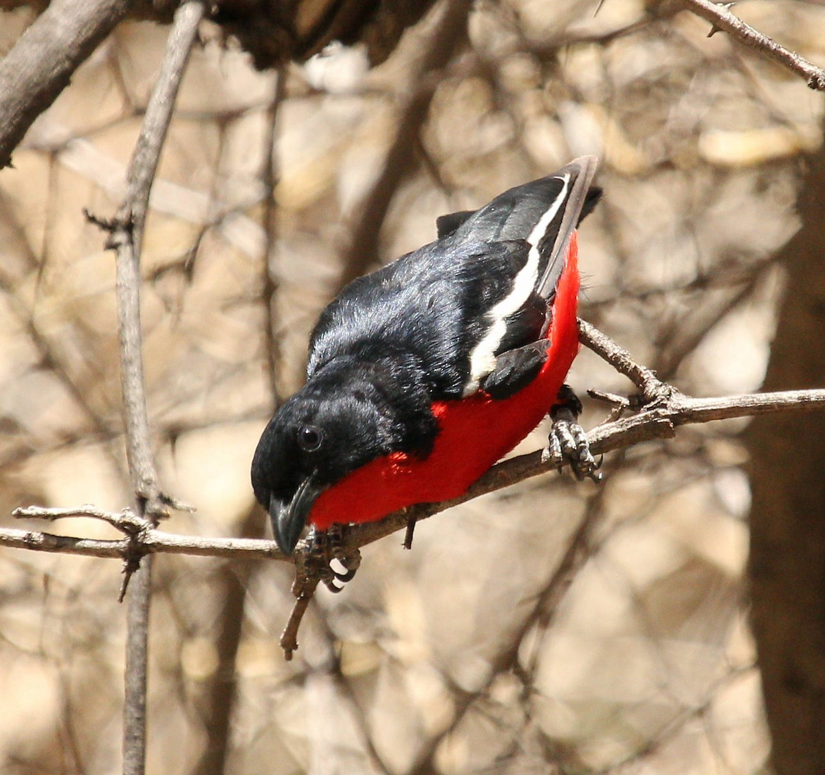 Crimson-breasted Gonolek - ML45632291