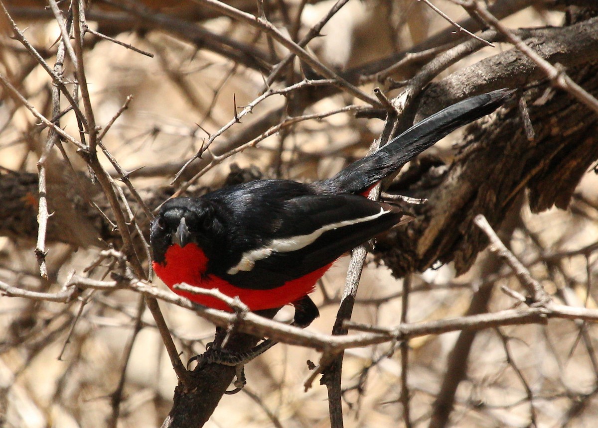 Crimson-breasted Gonolek - ML45632301