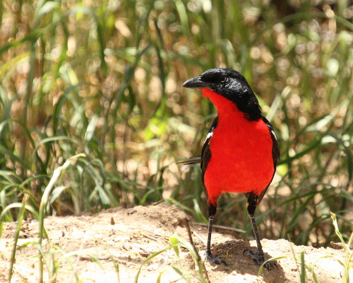 Crimson-breasted Gonolek - ML45632321