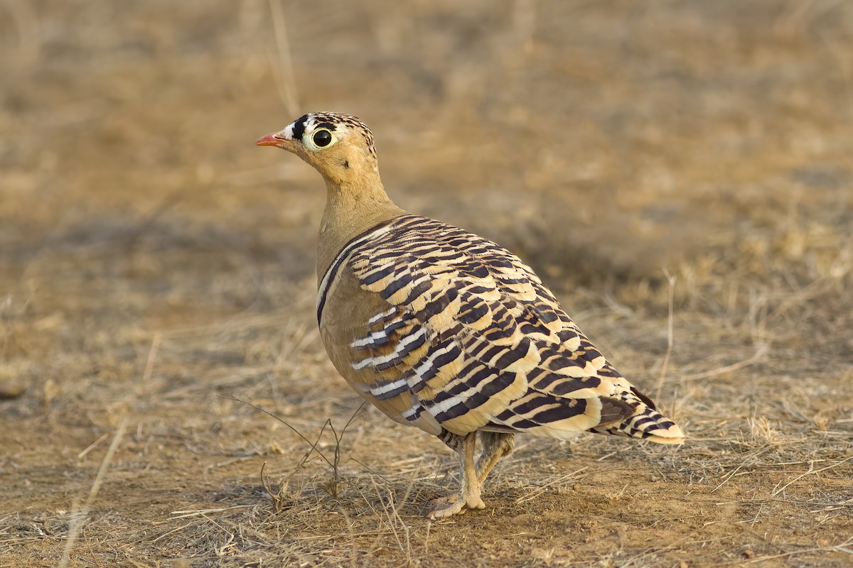 Painted Sandgrouse - ML456323271