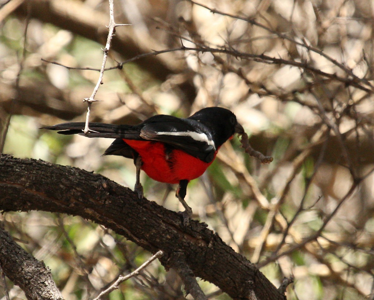 Crimson-breasted Gonolek - ML45632331