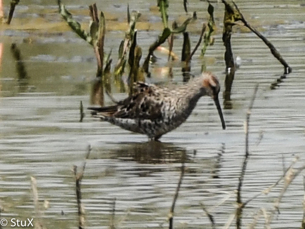 Stilt Sandpiper - ML456324241