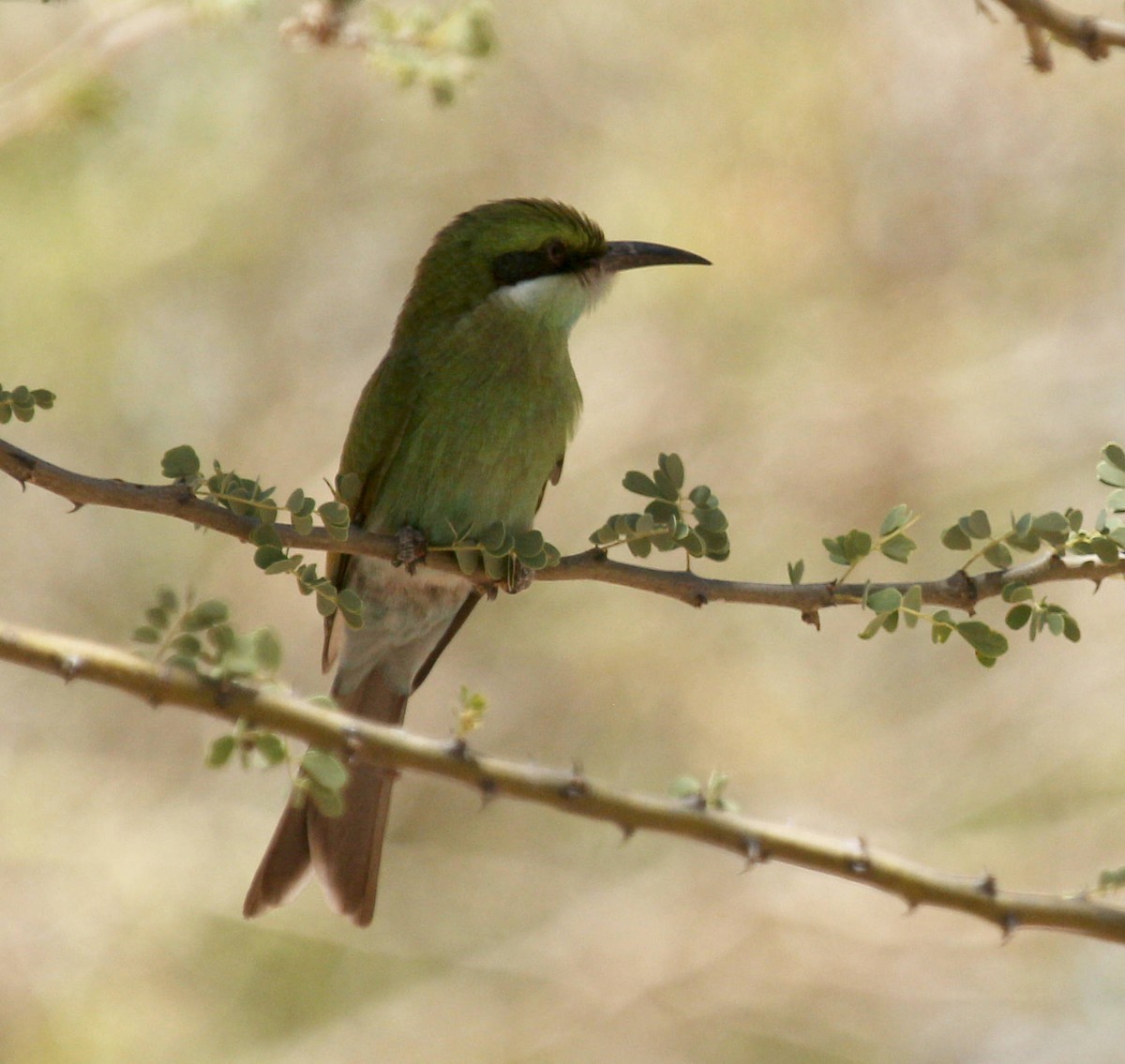 Abejaruco Golondrina - ML45632541