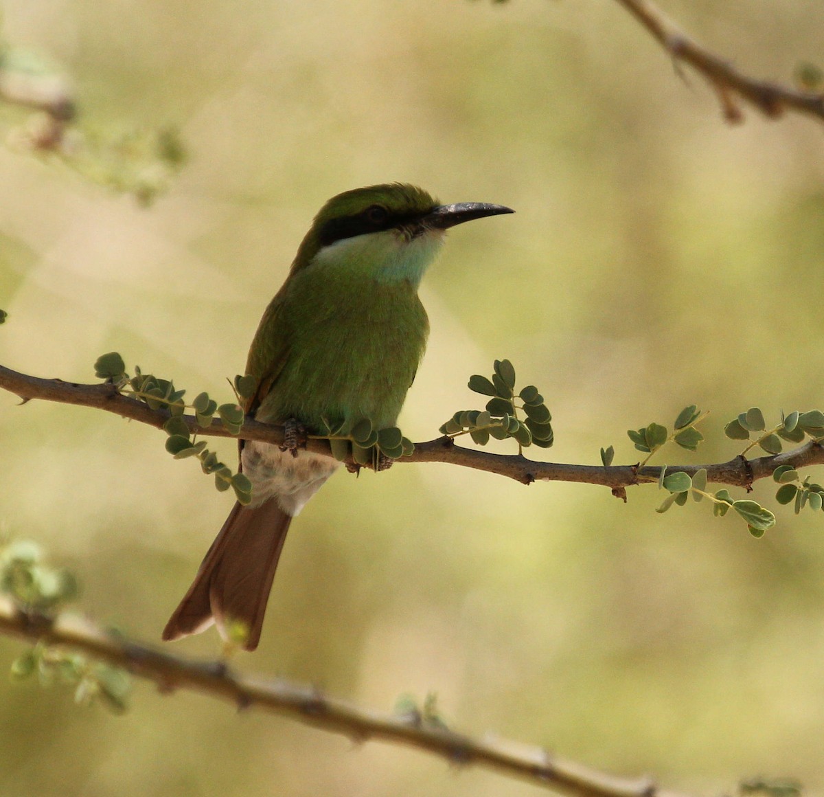 Swallow-tailed Bee-eater - ML45632551