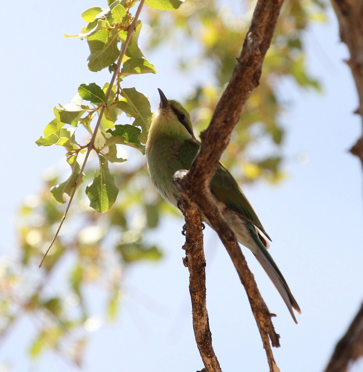 Abejaruco Golondrina - ML45632561