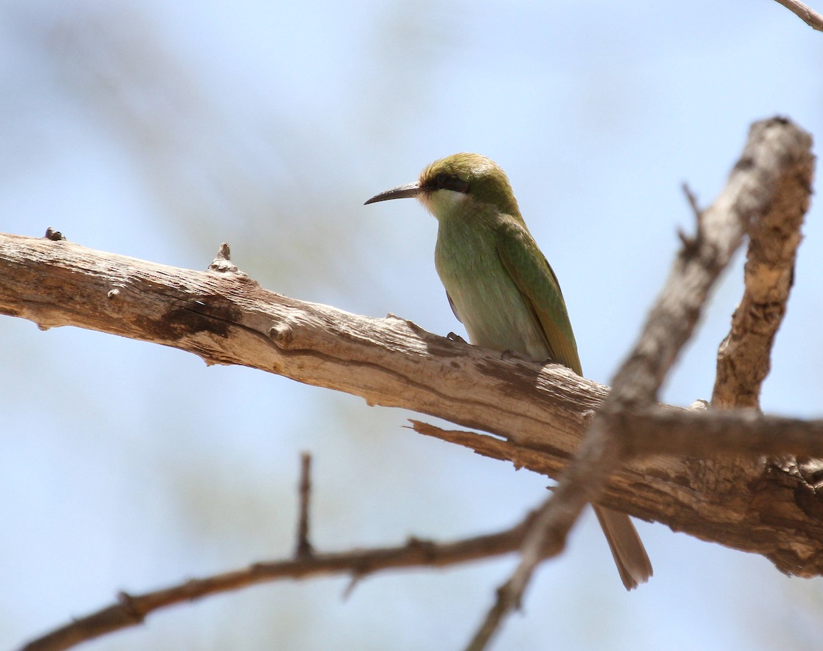 Swallow-tailed Bee-eater - ML45632571