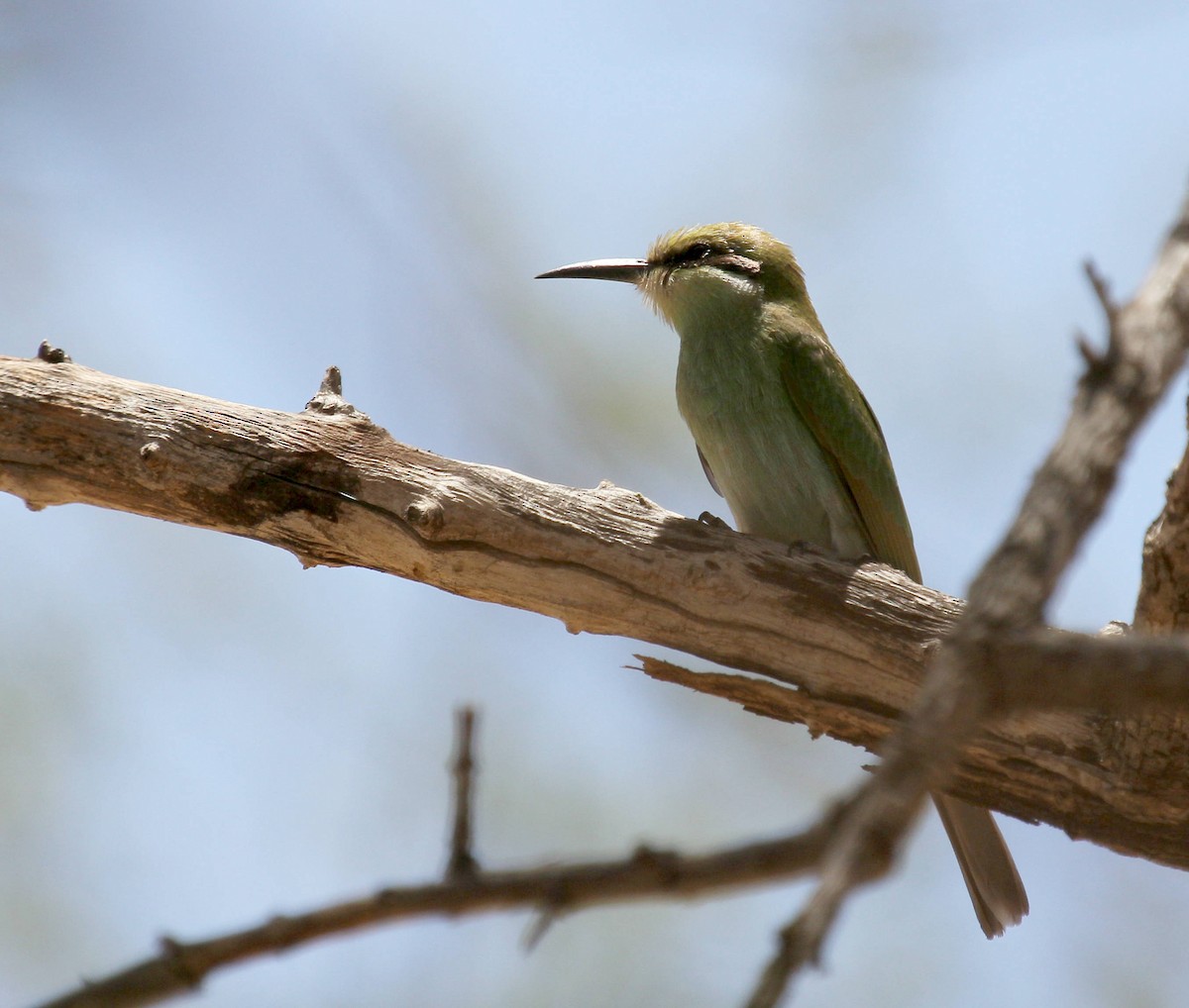 Abejaruco Golondrina - ML45632581