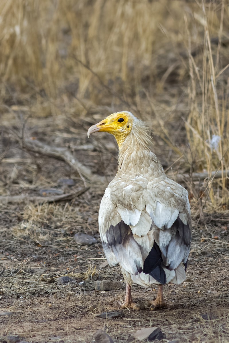 Egyptian Vulture - ML456325931