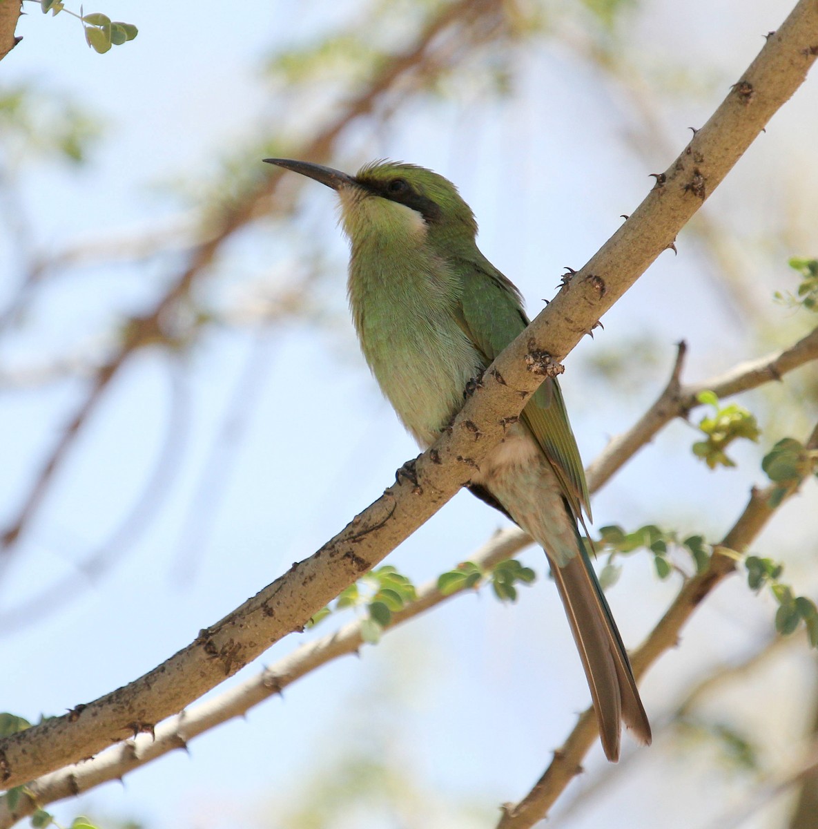 Swallow-tailed Bee-eater - Andrey Vlasenko