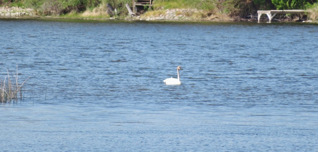 Trumpeter Swan - ML456326621