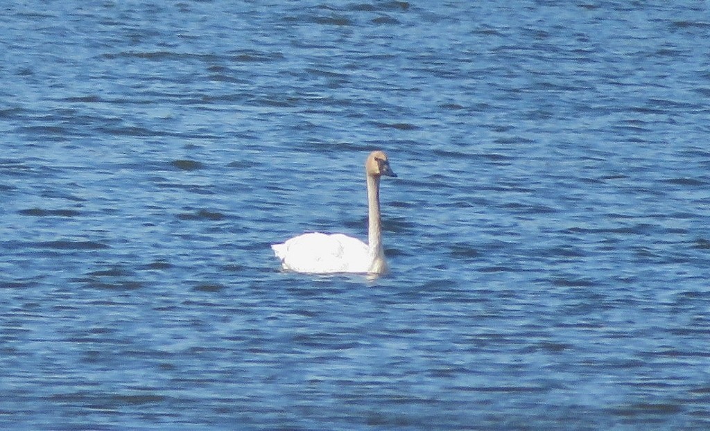 Trumpeter Swan - Guy Wapple