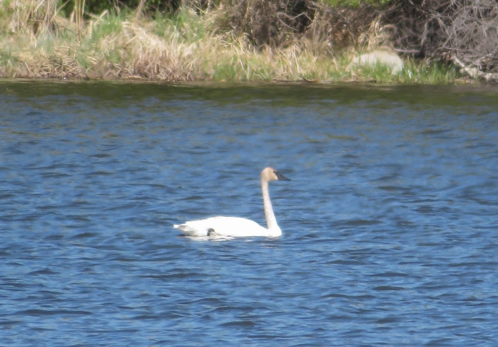 Trumpeter Swan - Guy Wapple