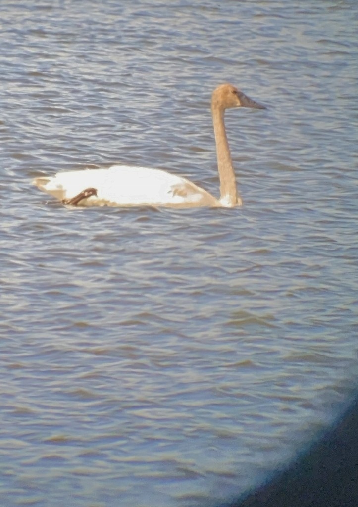 Trumpeter Swan - ML456326771