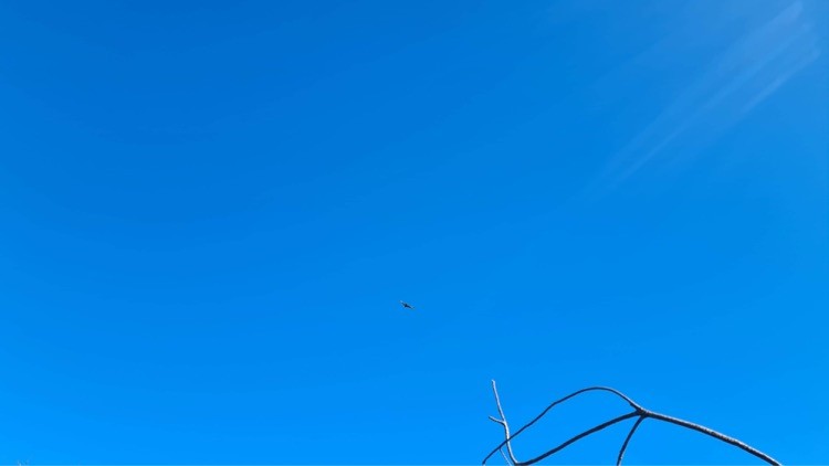 Square-tailed Kite - Geoff Coates