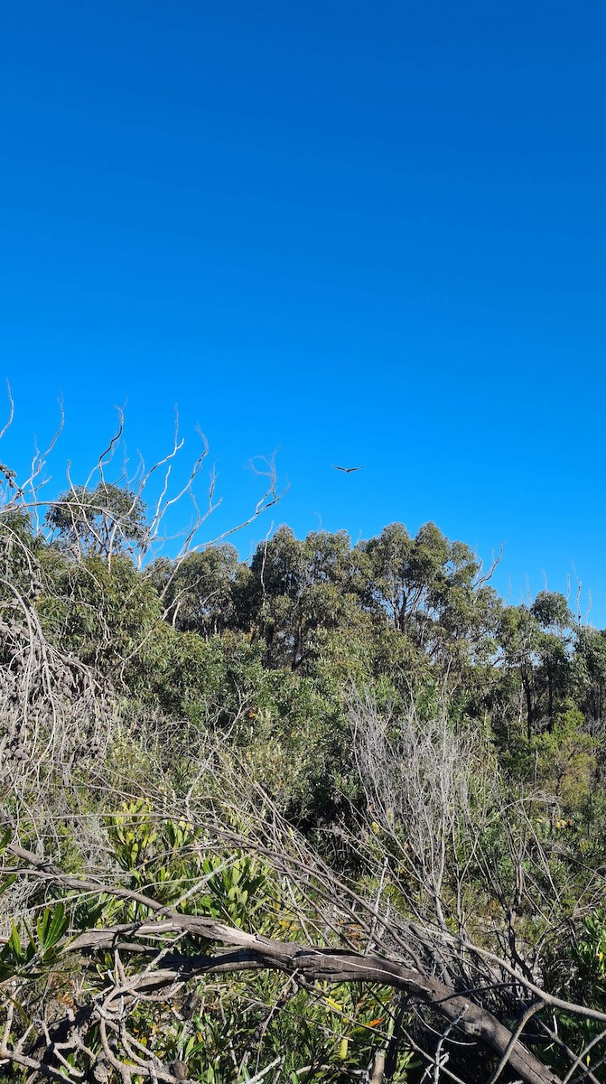 Square-tailed Kite - Geoff Coates