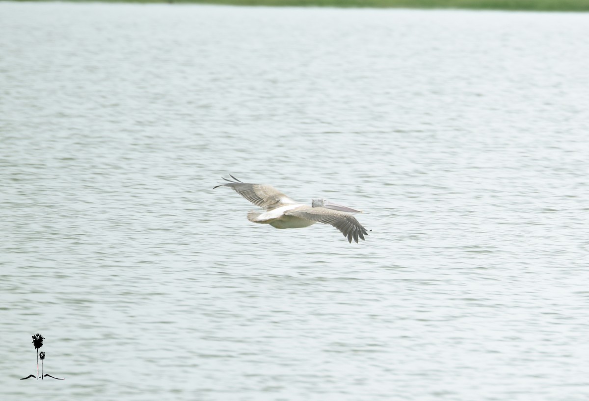 pelikán skvrnozobý - ML45633081