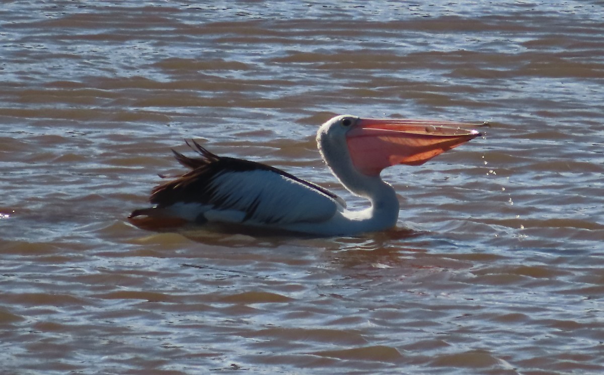 Australian Pelican - ML456331411