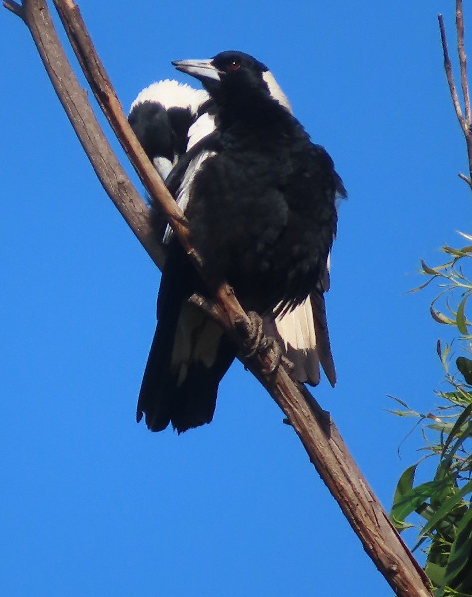 Australian Magpie - ML456331451