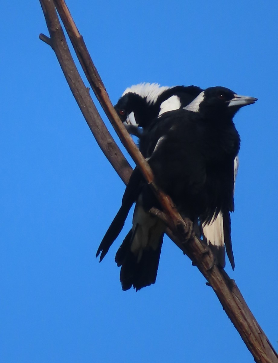 Australian Magpie - ML456331461