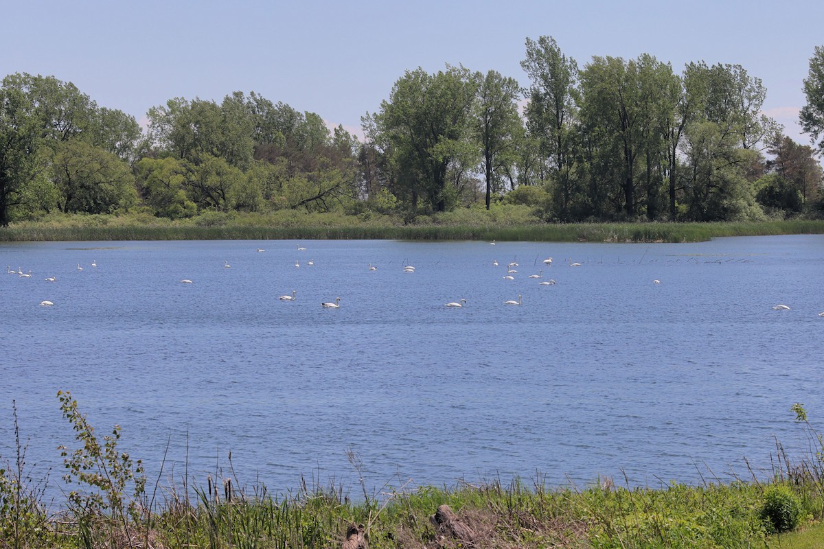 Mute Swan - ML456331511