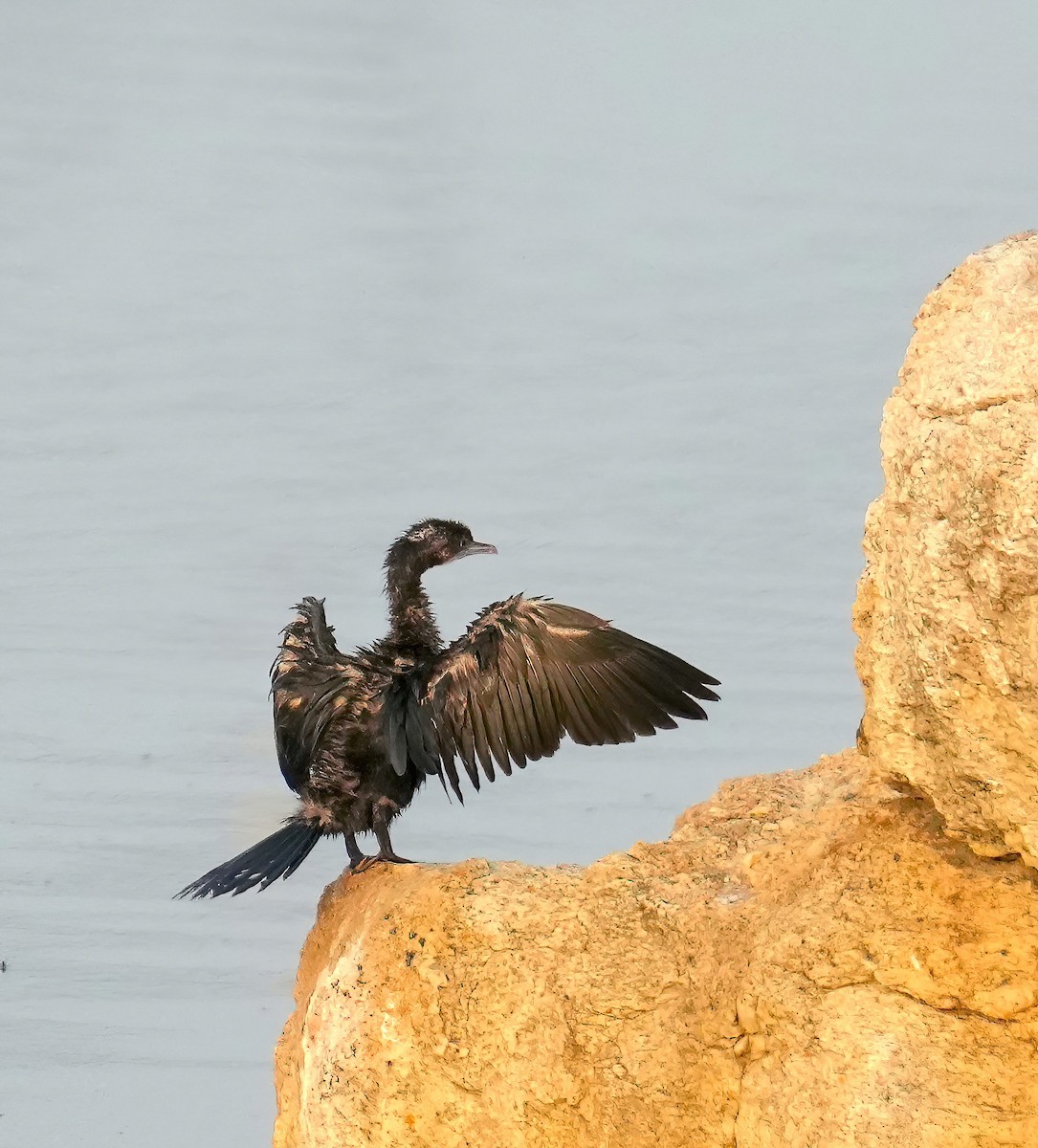 Little Cormorant - Sudip Simha