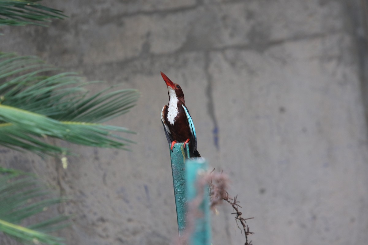 White-throated Kingfisher - ML456333661