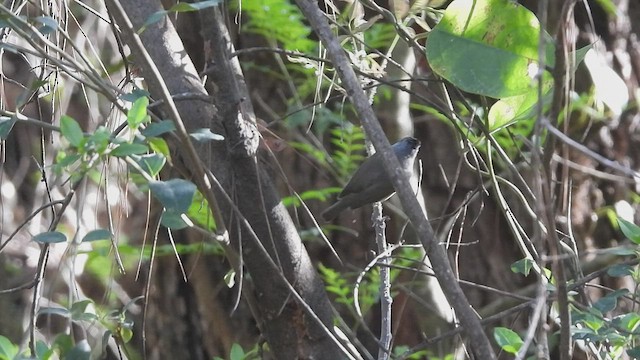 Black-chinned Yuhina - ML456334701