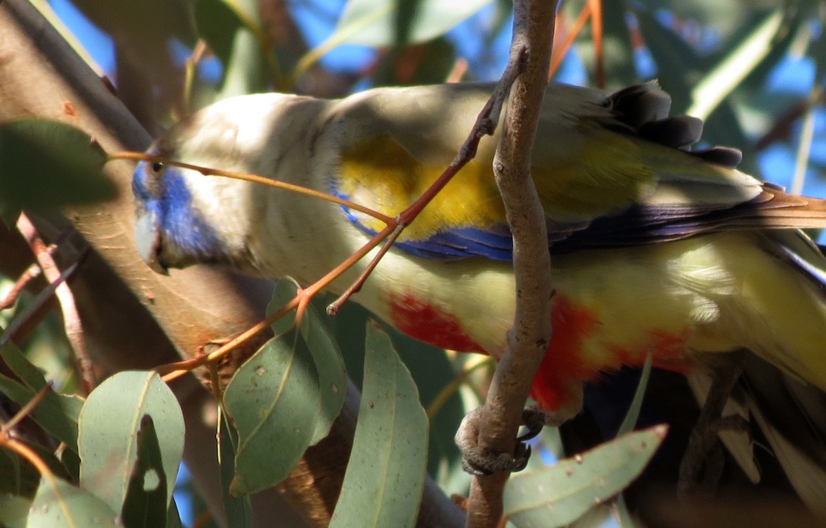 ハナガサインコ - ML456334721