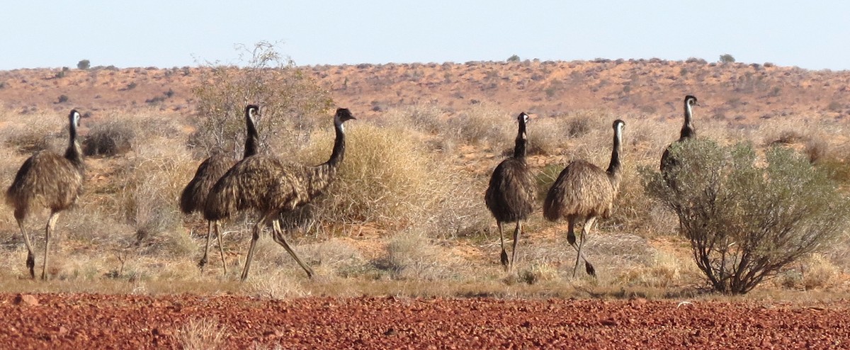 emu hnědý - ML456334911