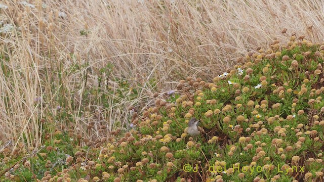 Spectacled Warbler - ML456335041