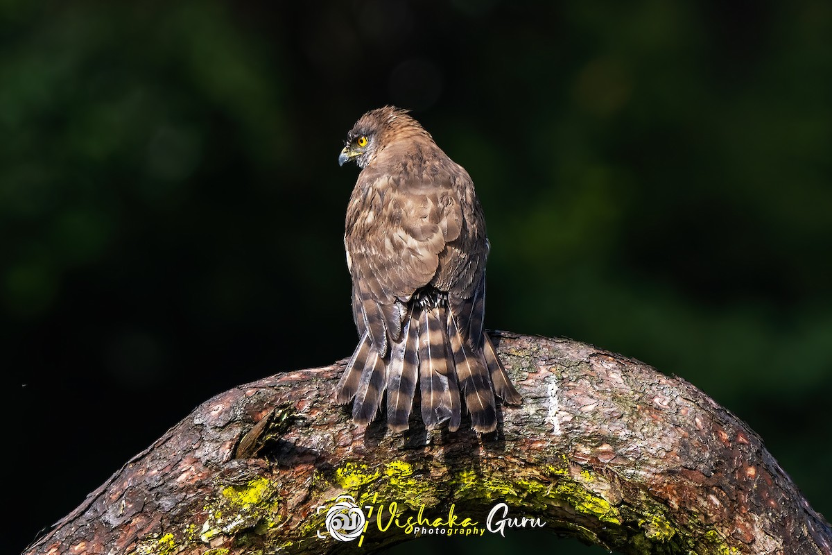 Crested Goshawk - ML456336141
