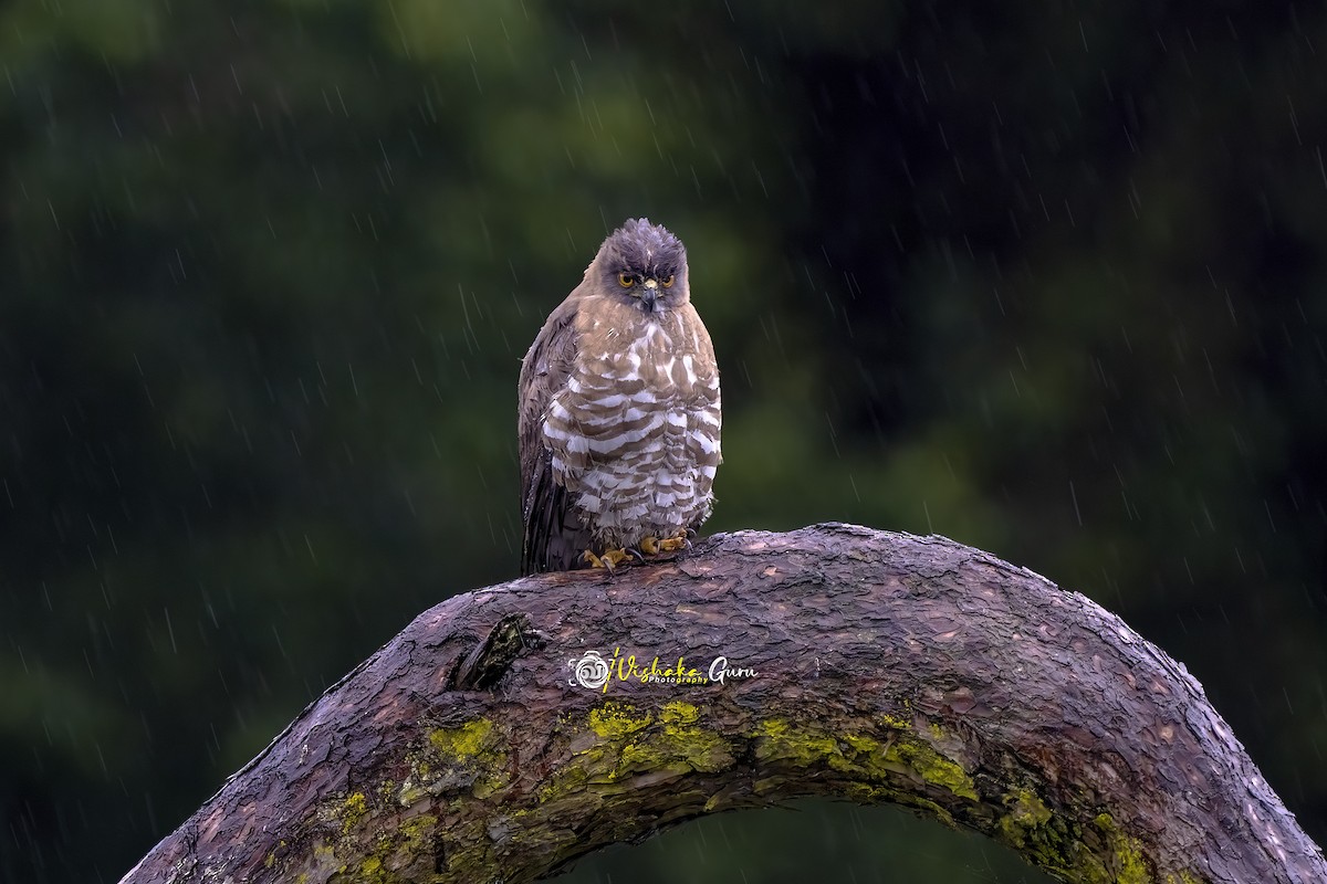 Crested Goshawk - ML456336151