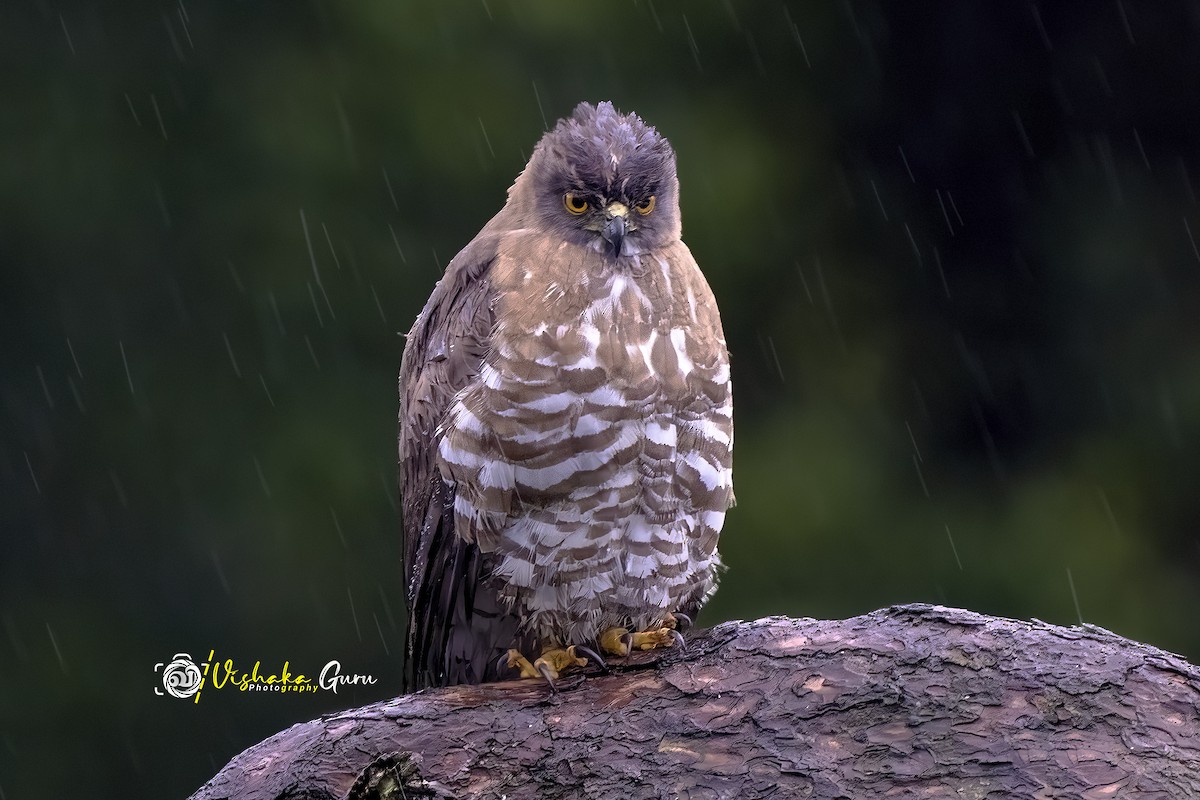 Crested Goshawk - ML456336161
