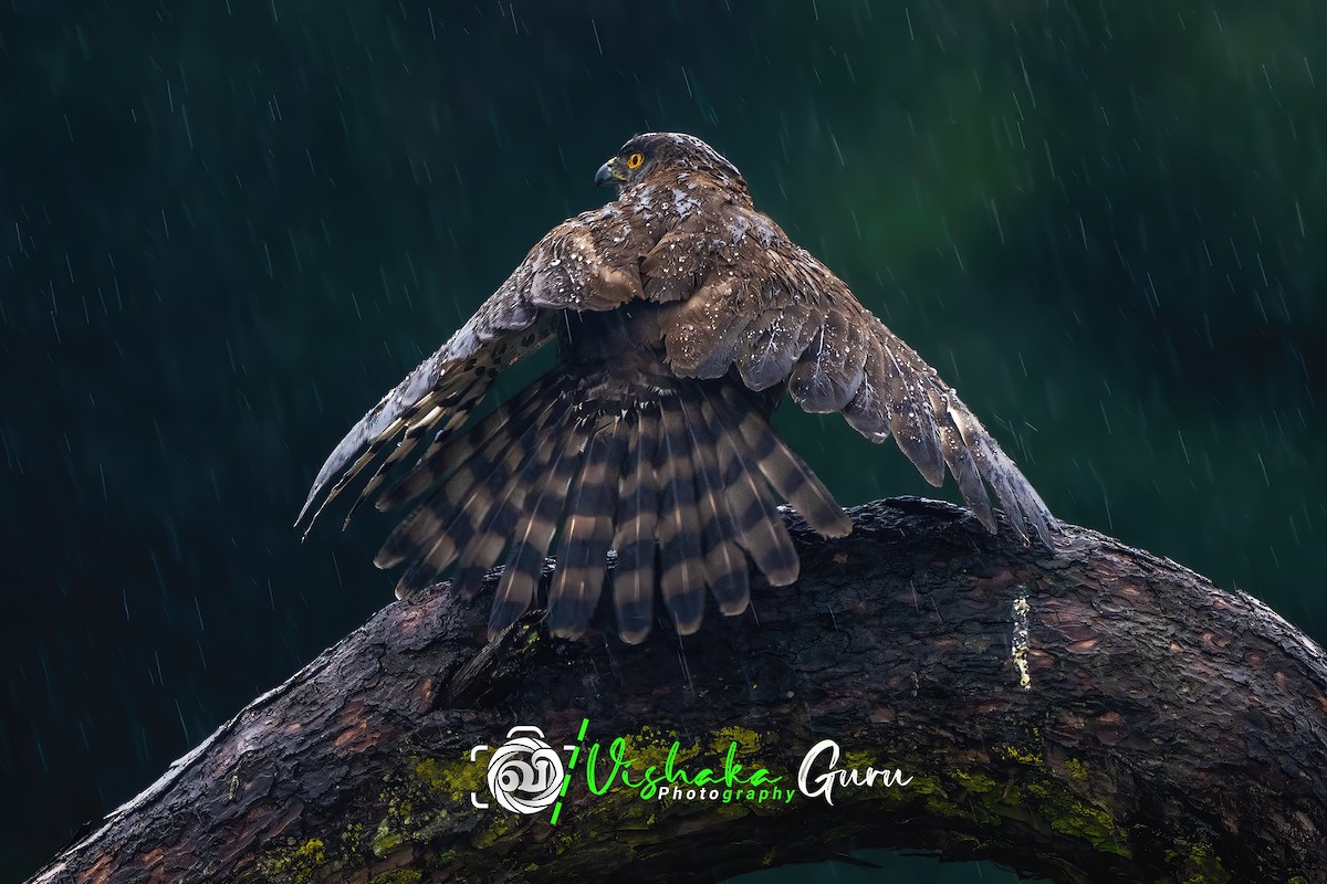 Crested Goshawk - ML456336171