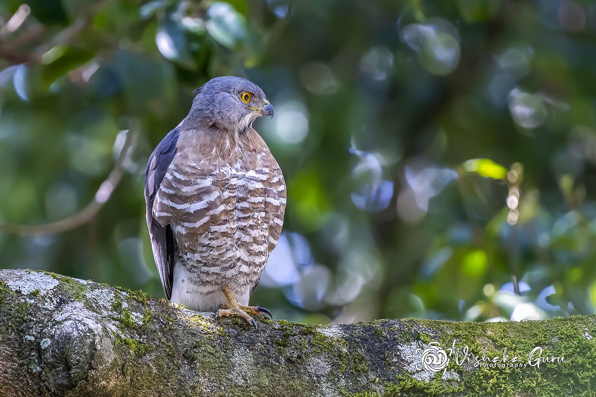 Crested Goshawk - ML456336261