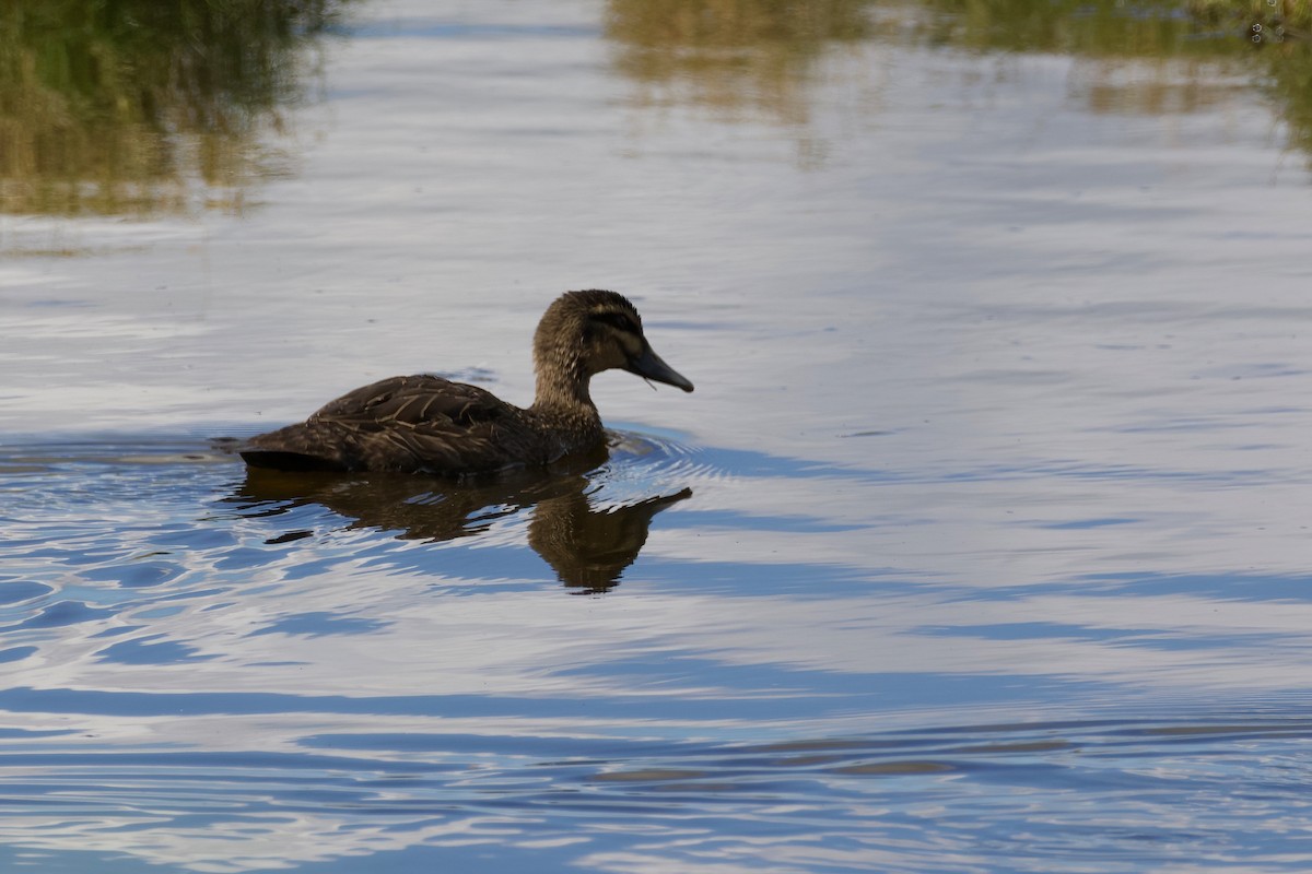 Pacific Black Duck - ML456337501