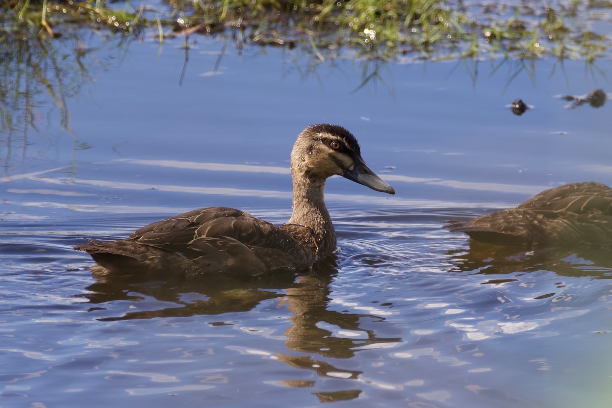 Pacific Black Duck - ML456337561