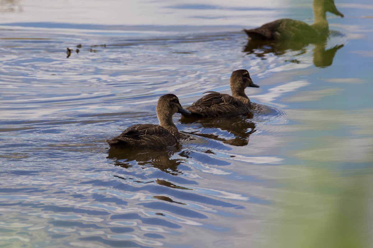 Canard à sourcils - ML456337571