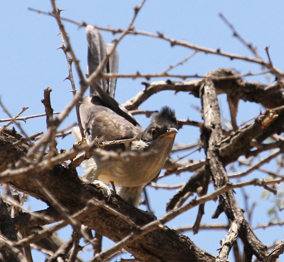 Pied Cuckoo - ML45633801