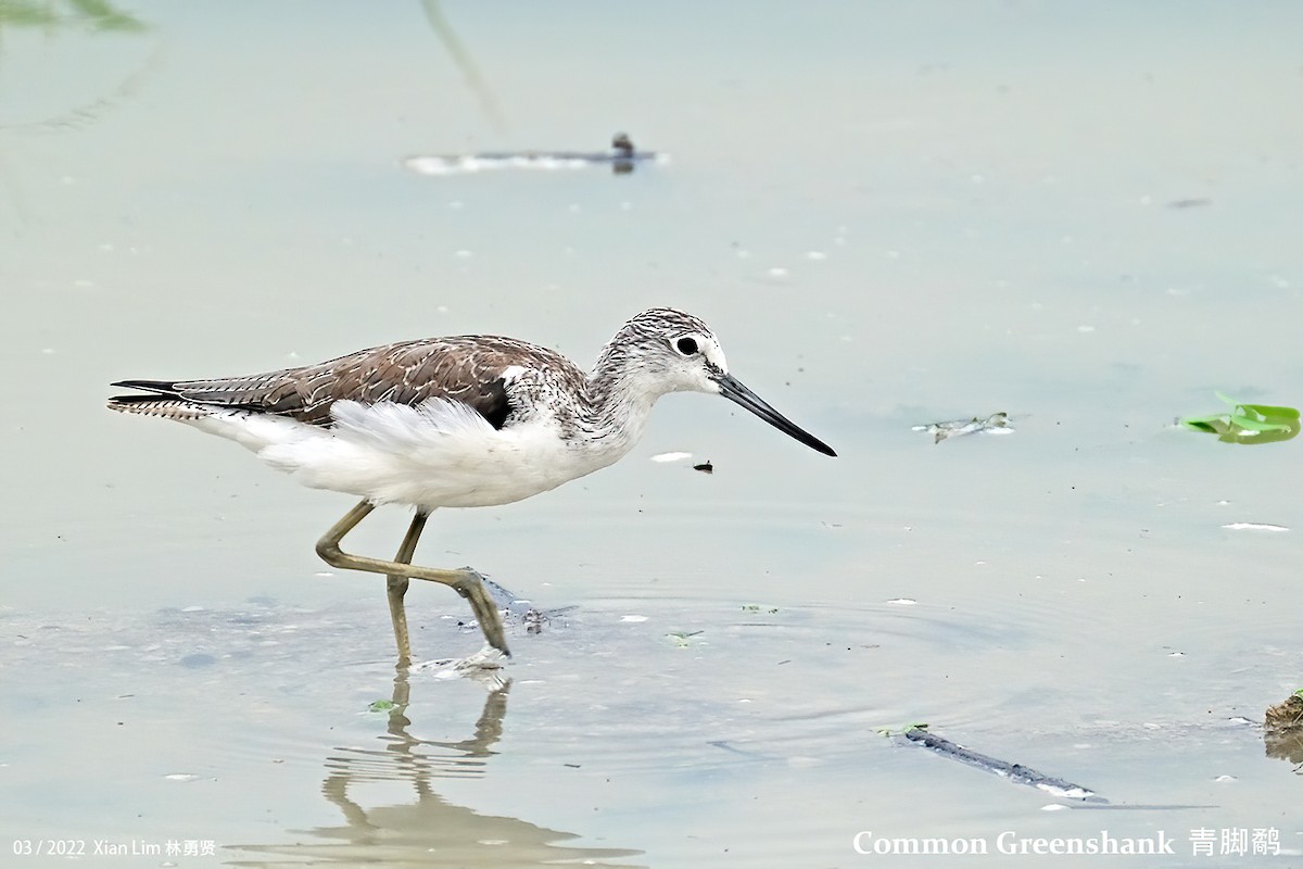 Common Greenshank - ML456338051